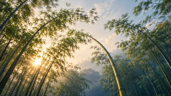 Flexibilité cognitive : des bambous qui ploient dans le vent sans casser, vus en contre-plongée au lever du soleil