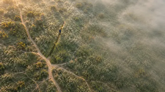 Neuroplasticité : vue aérienne d’une prairie brumeuse à l’aube où des sentiers ramifiés comme des neurones se dessinent, un marcheur ouvrant un nouveau chemin