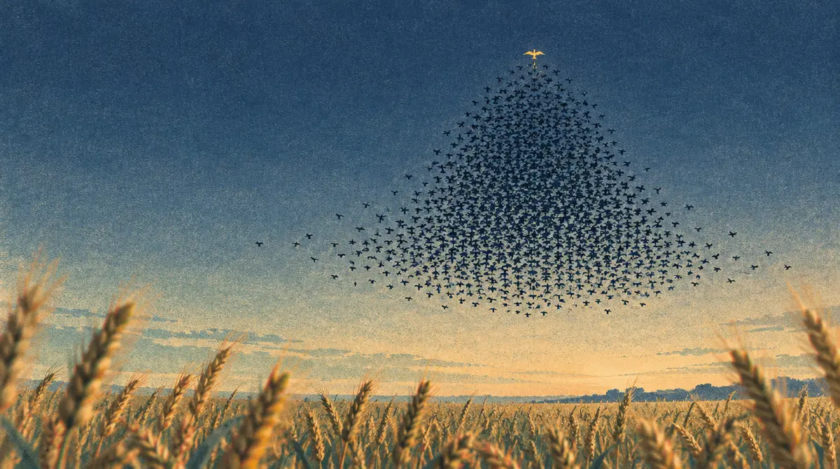 QI moyen : une nuée d’étourneaux forme un nuage symétrique au crépuscule au-dessus d’un champ de blé, un seul oiseau doré au sommet